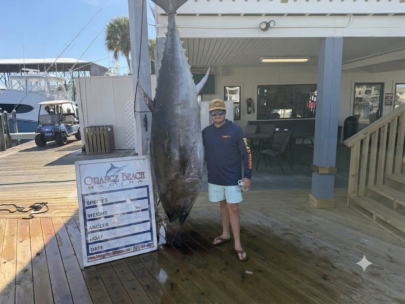 Massive bluefin tuna hanging at the Orange Beach Marina dock, weighed at over 600 pounds