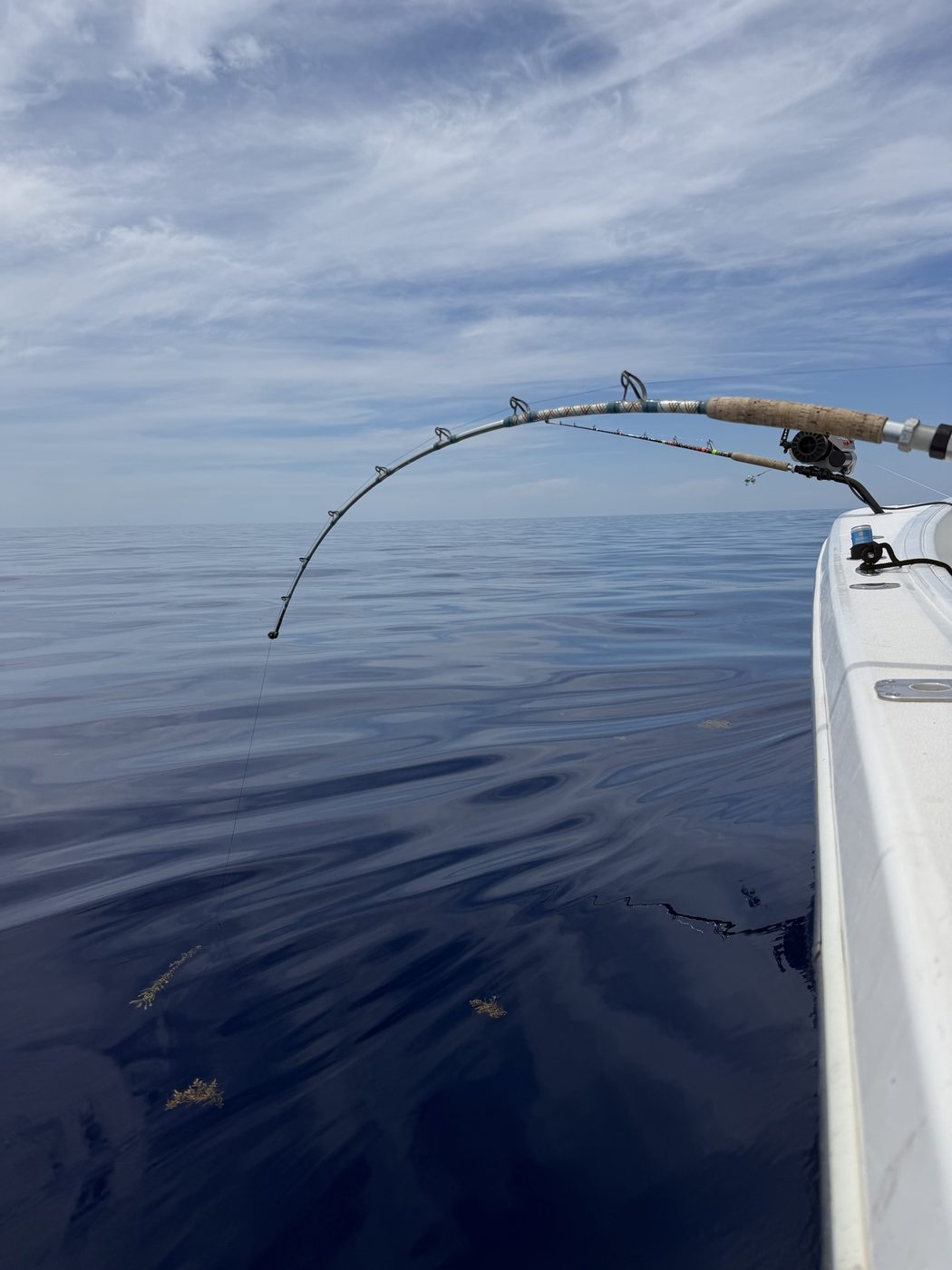 Broadbill swordfish laid out on the boat deck after a deep drop